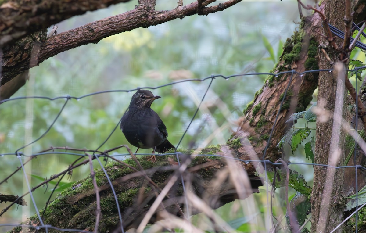 Siberian Thrush - ML645113142