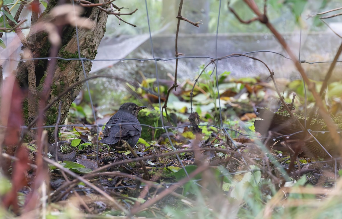 Siberian Thrush - ML645113144