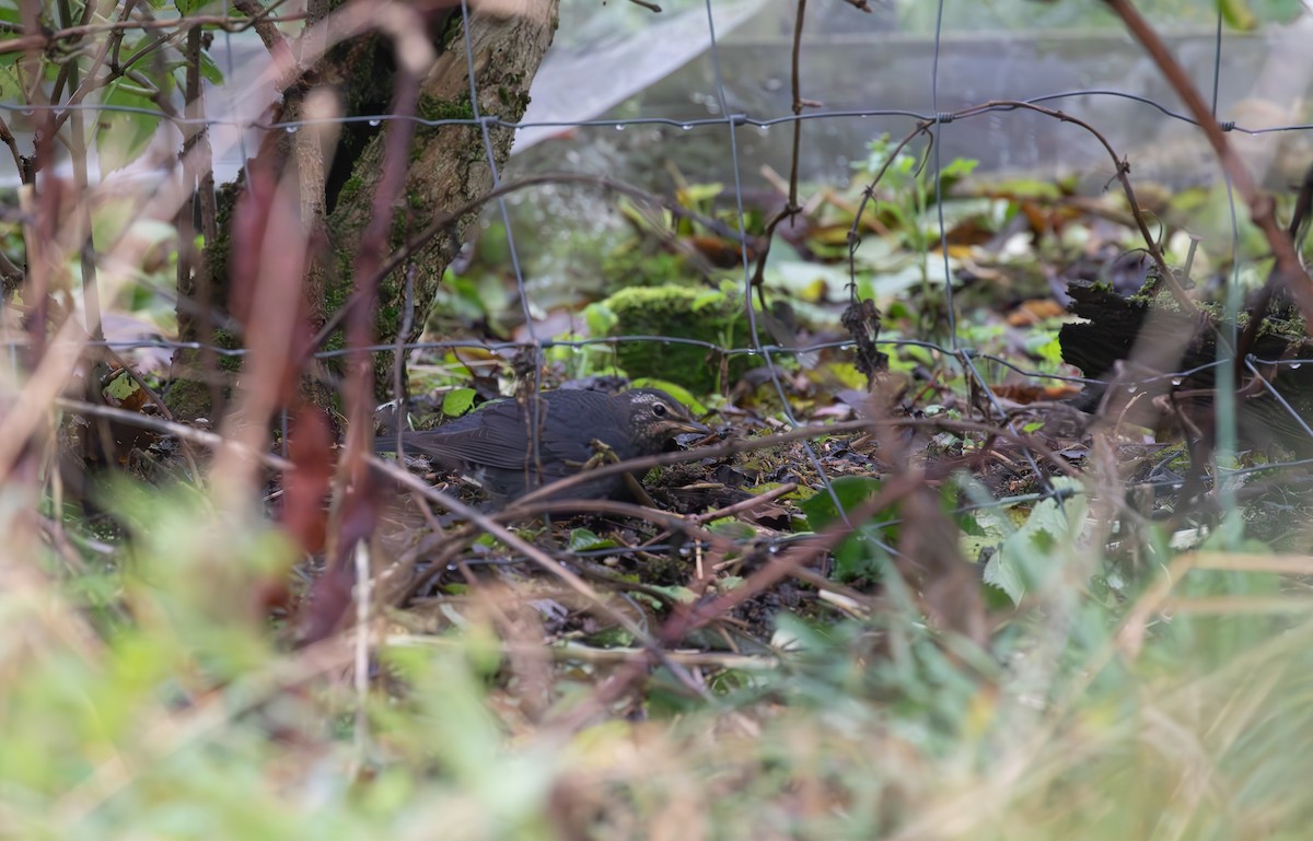 Siberian Thrush - ML645113145