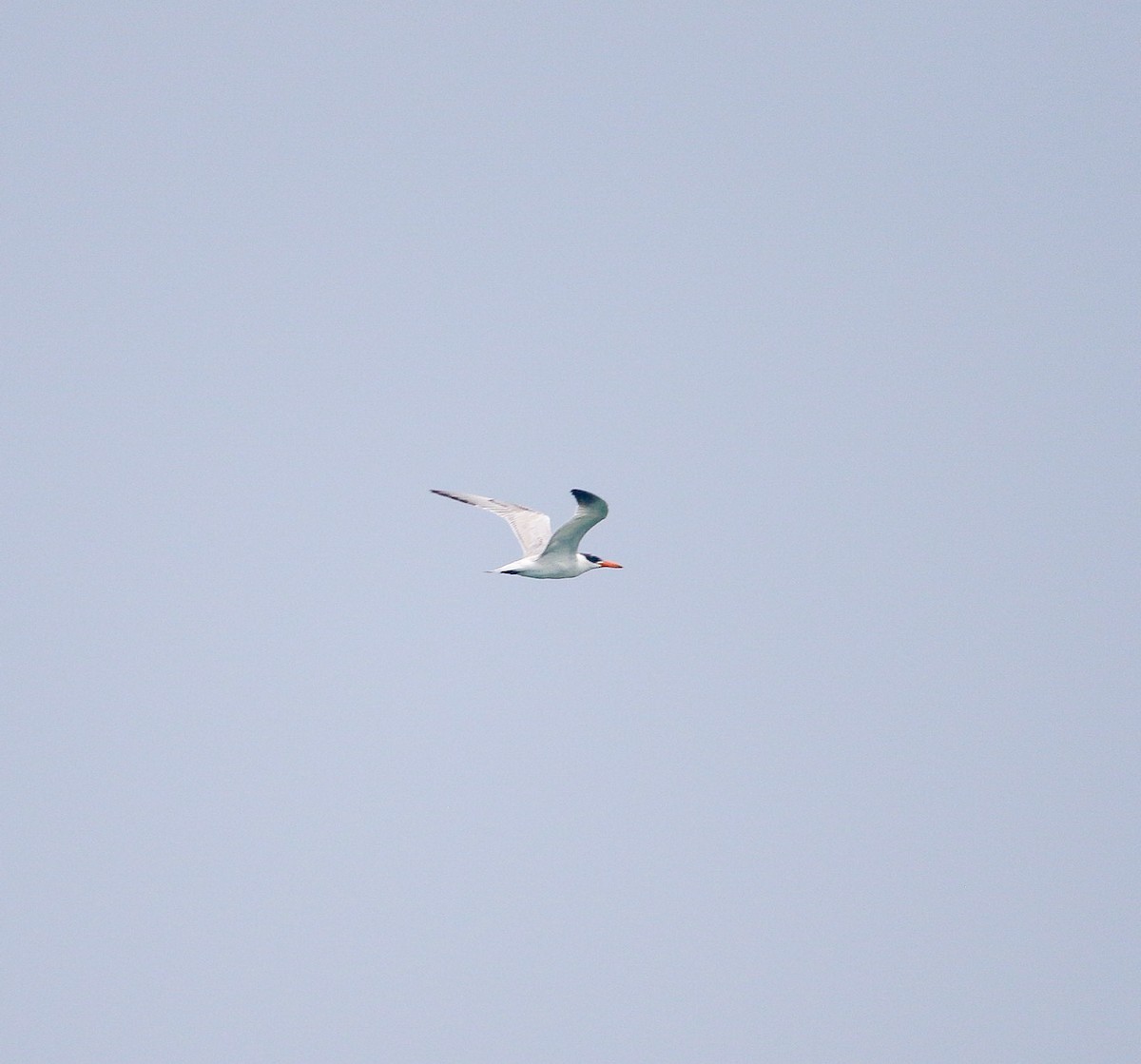 Caspian Tern - ML645113146