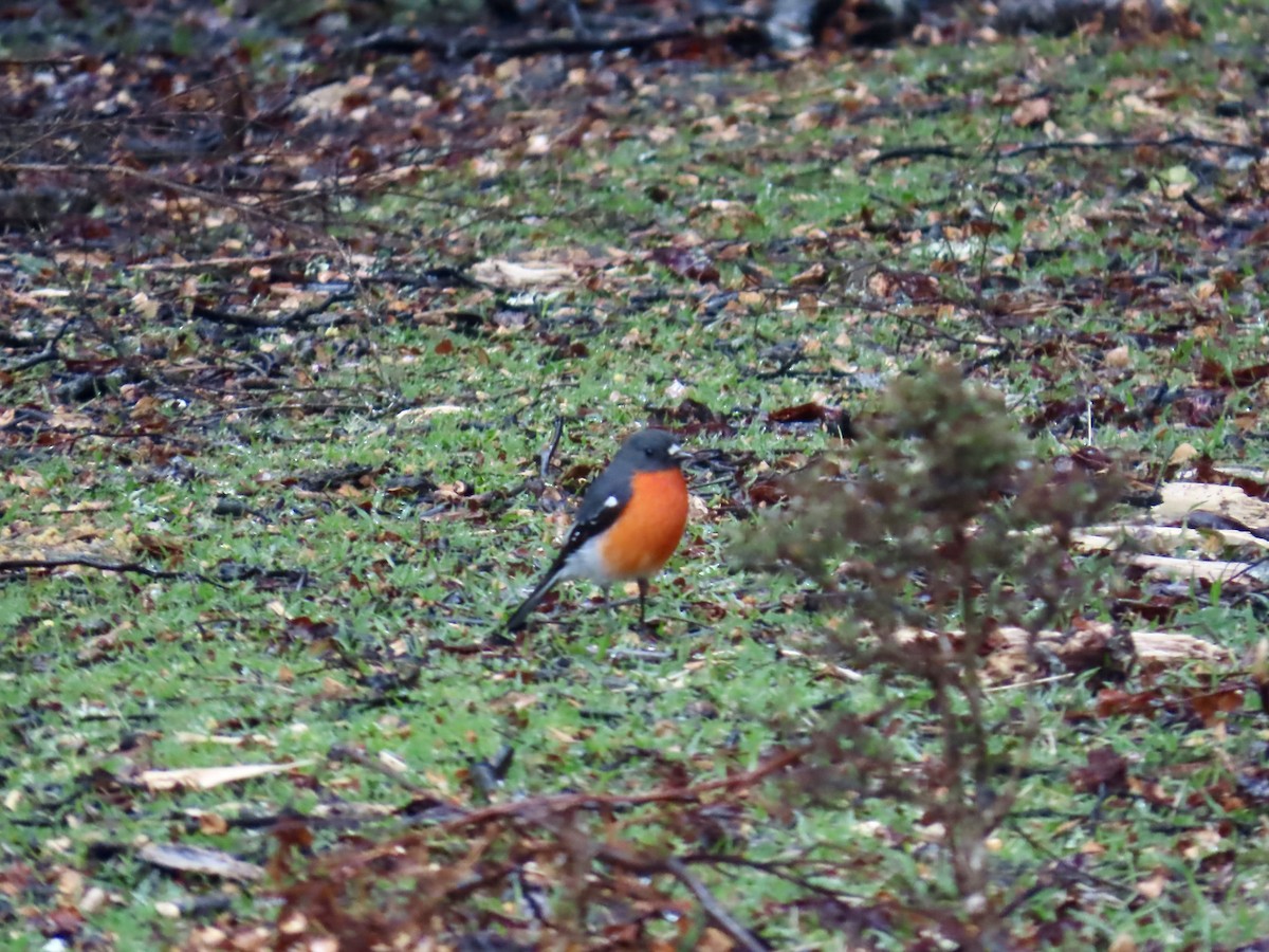 Flame Robin - ML645113156