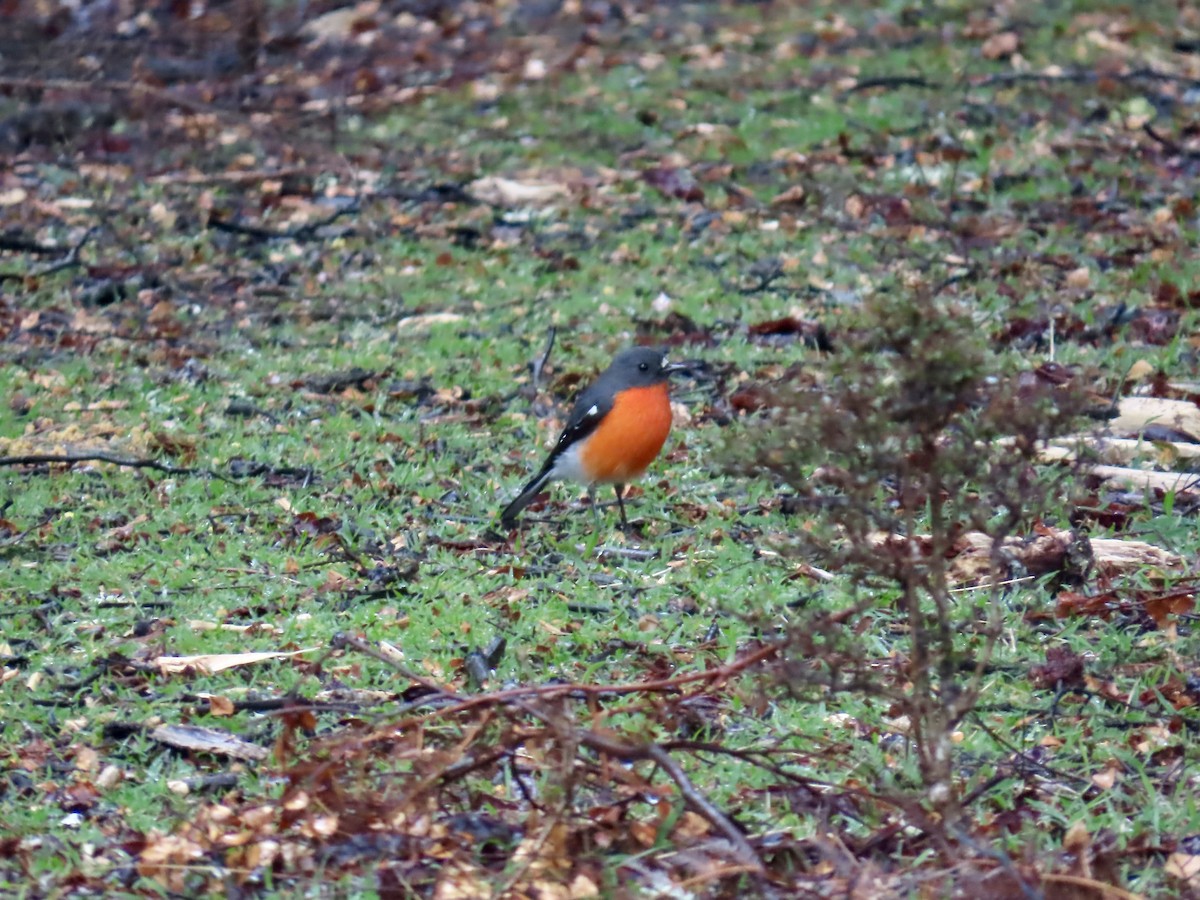 Flame Robin - ML645113157