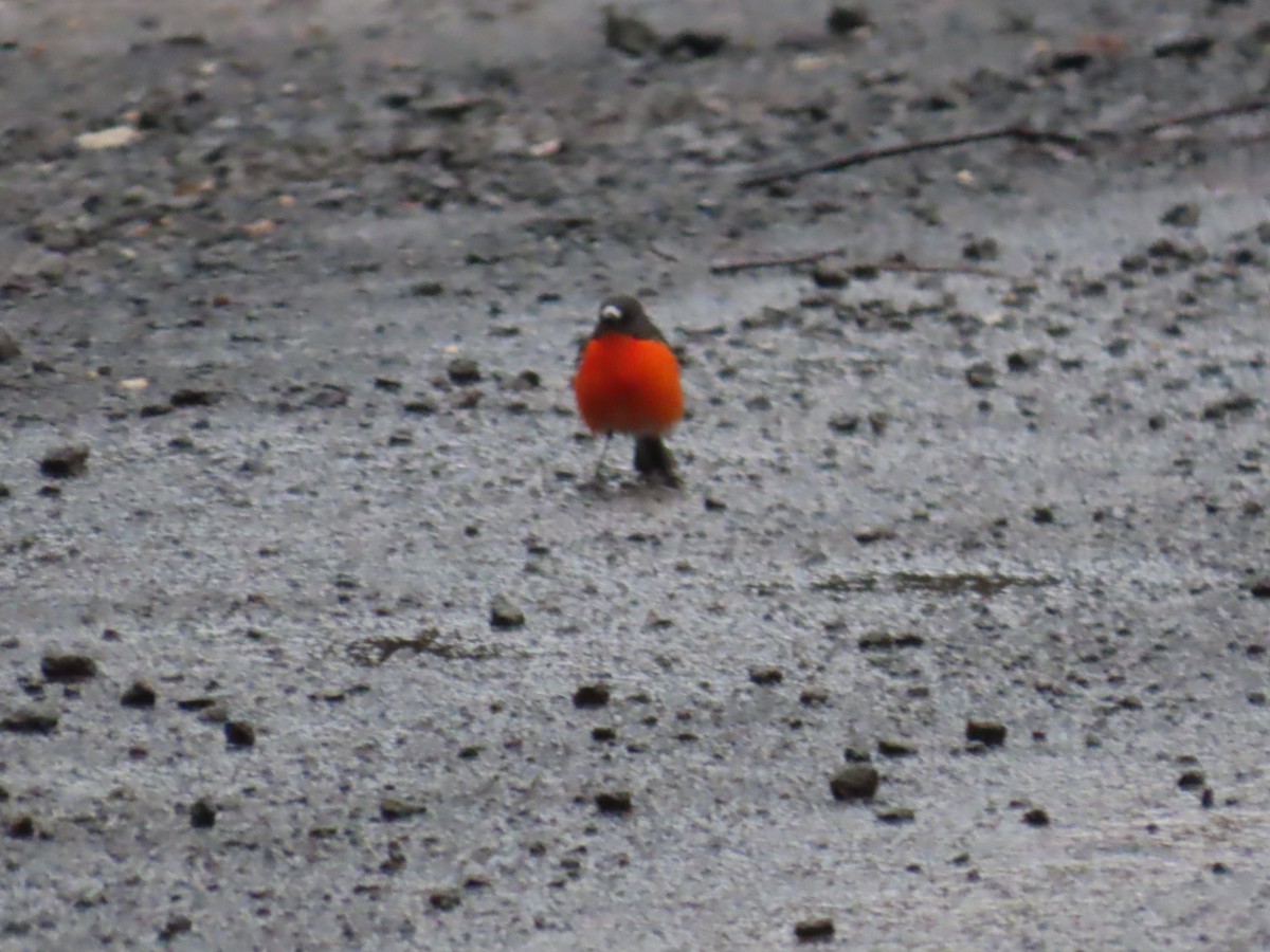 Flame Robin - ML645113158