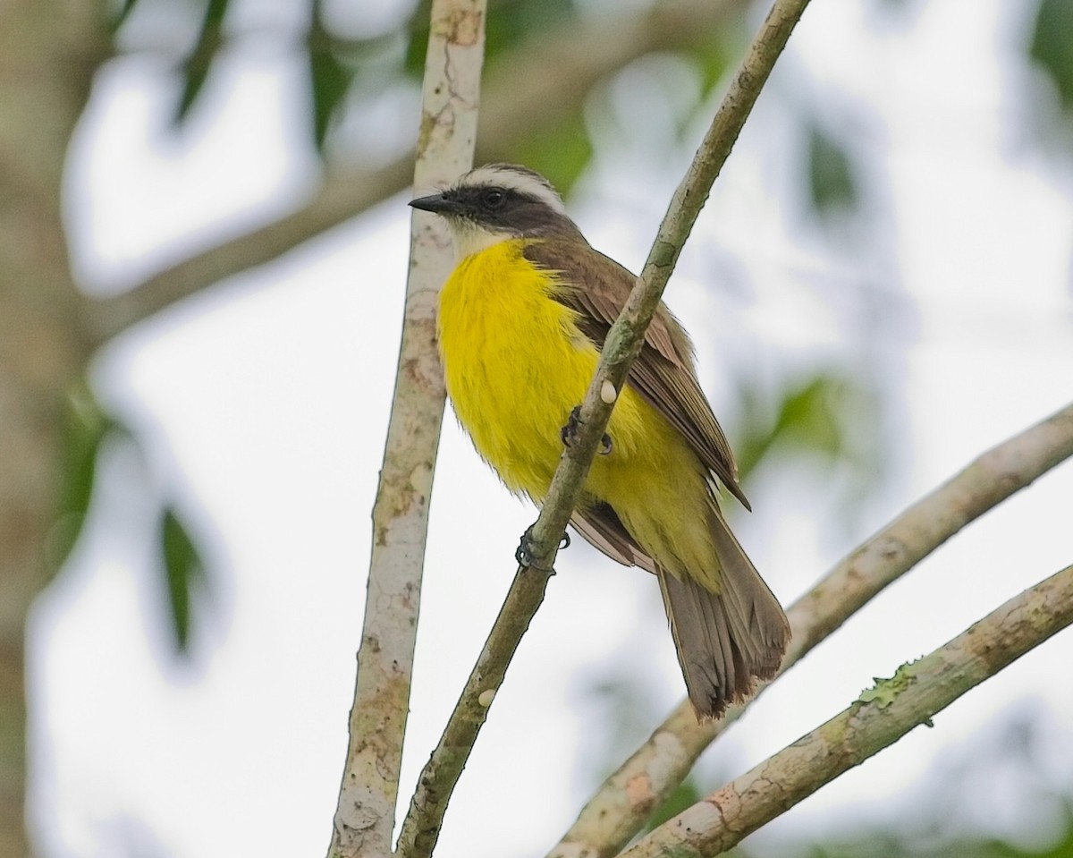 Sosyal Tiran - ML645113159