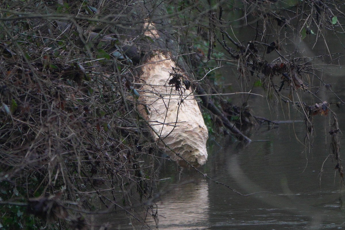בונה אירופי - ML645113160