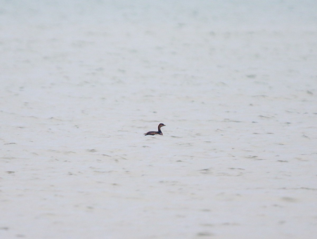 Pied-billed Grebe - ML645113162