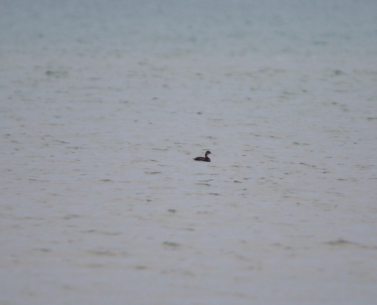 Pied-billed Grebe - ML645113163