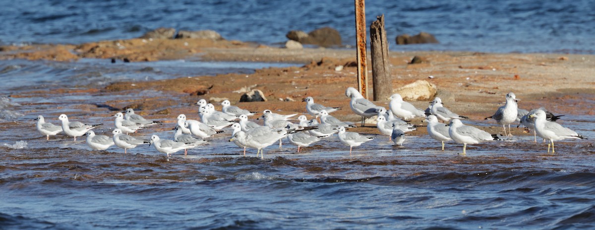 Bonaparte's Gull - ML645113183