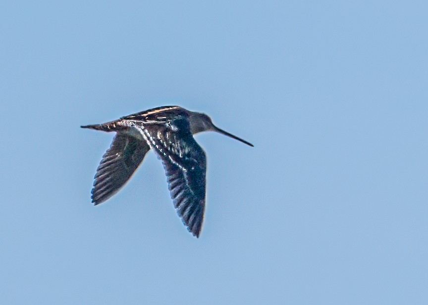 Wilson's Snipe - ML645113194