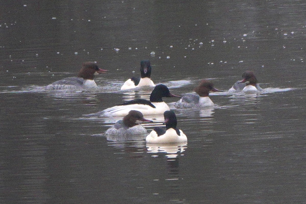 מרגון גדול - ML645113208