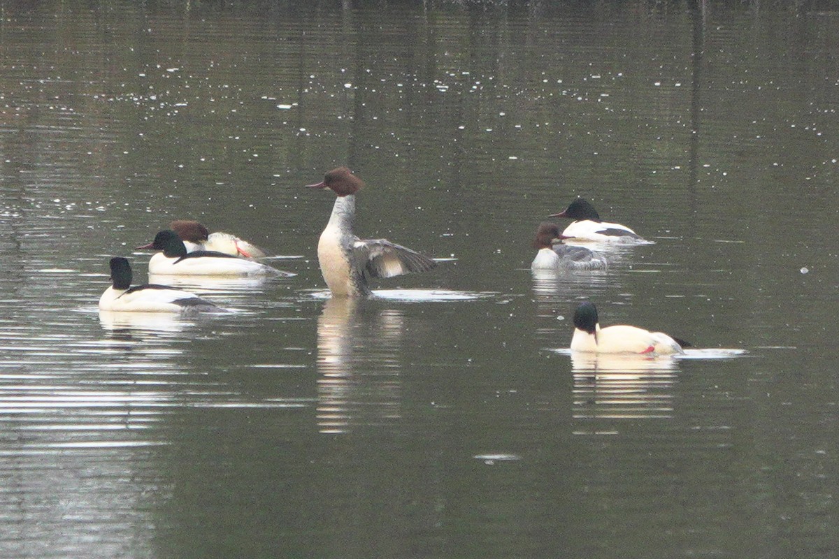 מרגון גדול - ML645113209