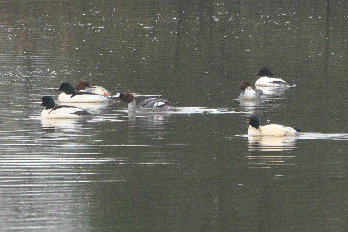 מרגון גדול - ML645113210