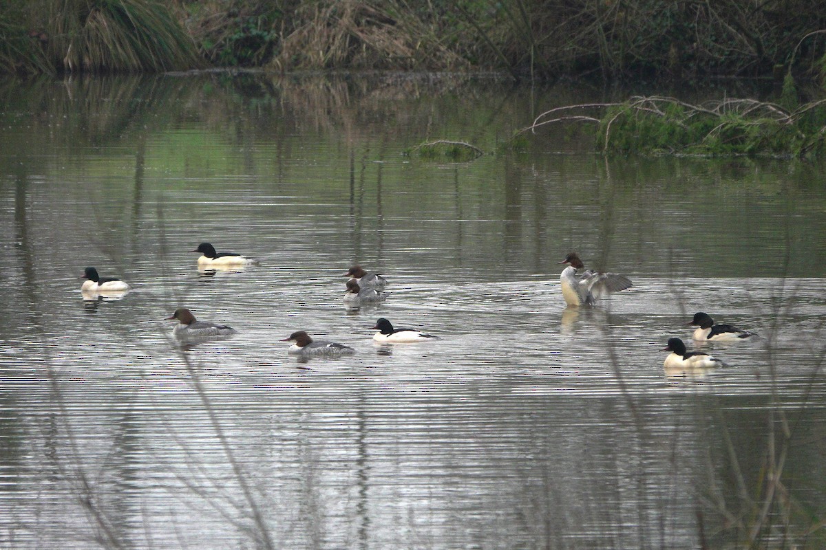 מרגון גדול - ML645113211
