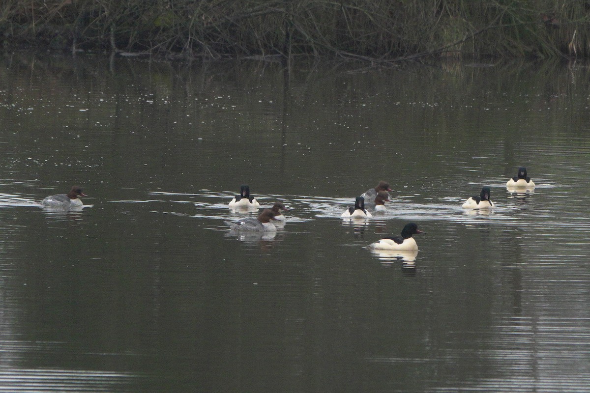 מרגון גדול - ML645113212