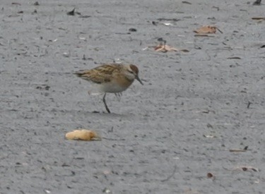 Sharp-tailed Sandpiper - ML645113220