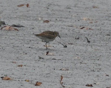 Sharp-tailed Sandpiper - ML645113222