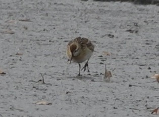 Sharp-tailed Sandpiper - ML645113223