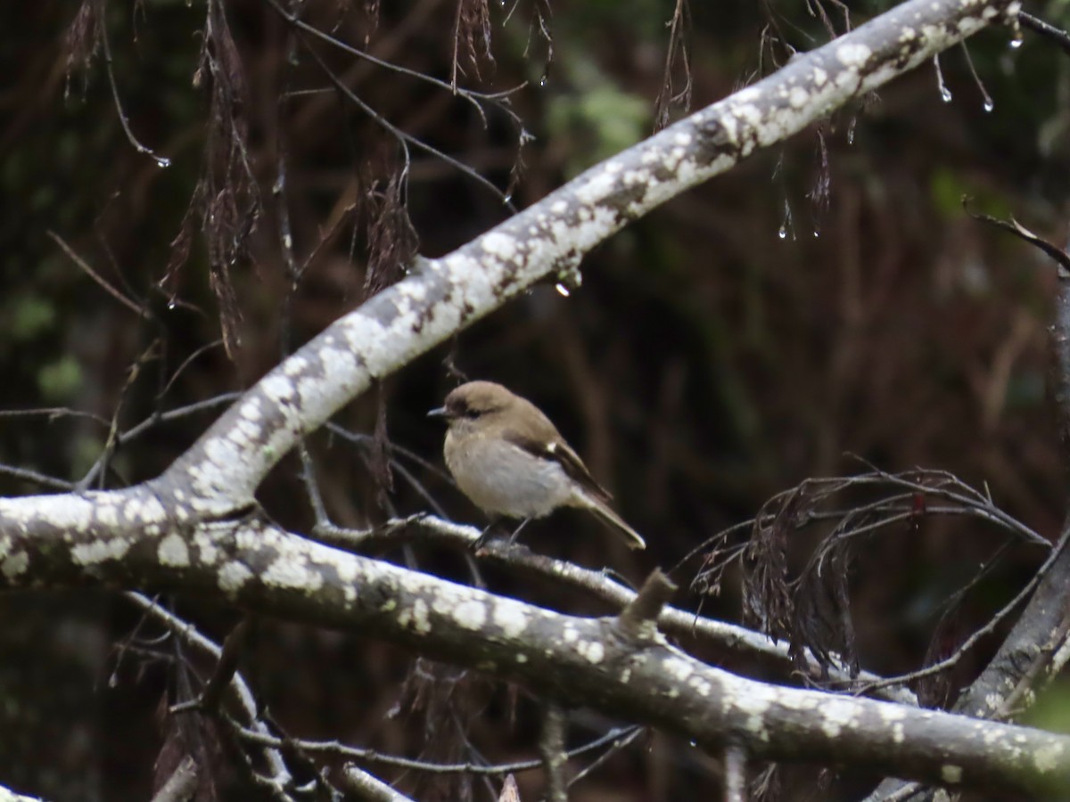 Королець брунатний - ML645113225