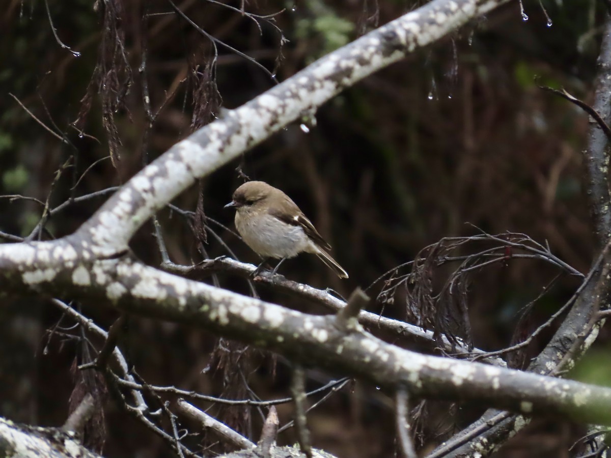 Королець брунатний - ML645113226