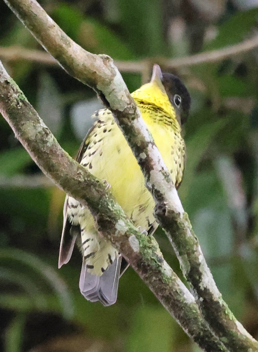 Brazilian Laniisoma - ML645113229