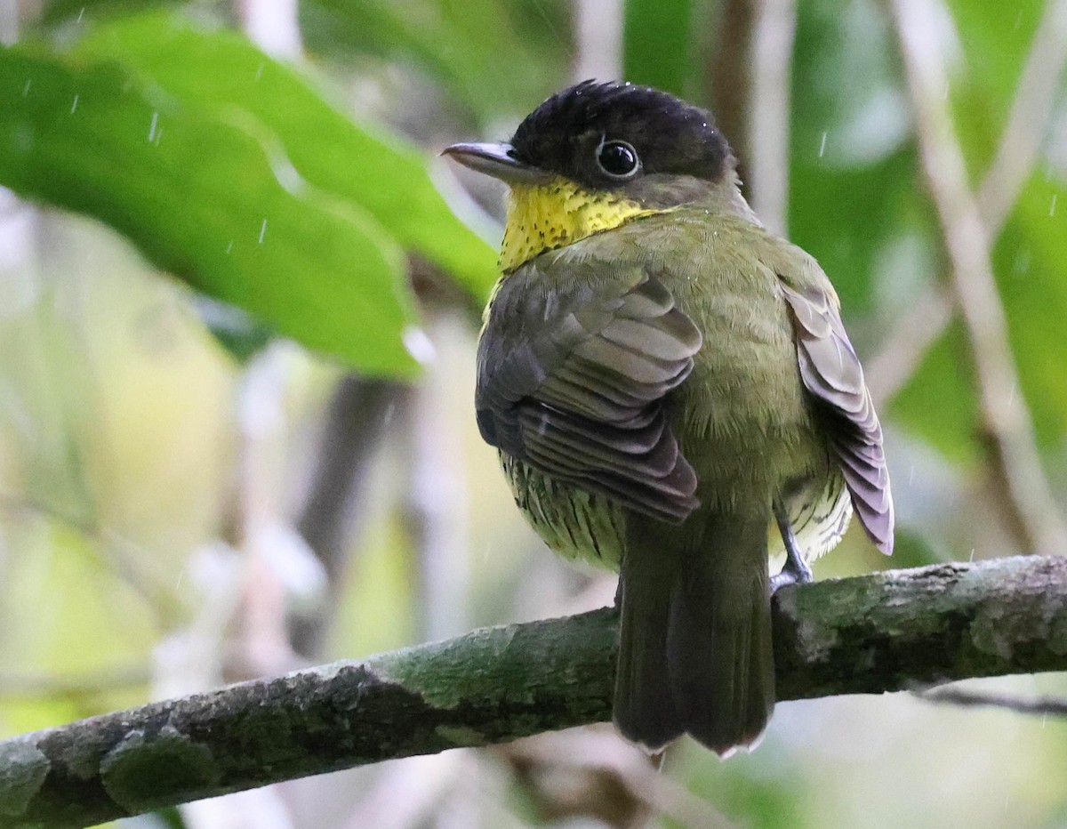 Brazilian Laniisoma - ML645113230