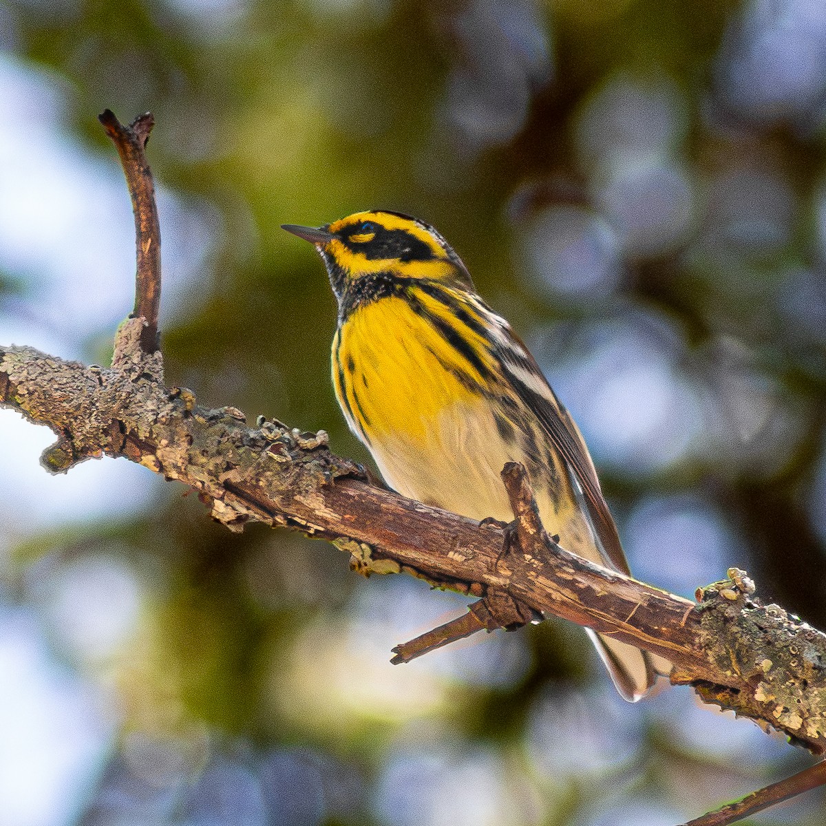 Townsend's Warbler - ML645113236