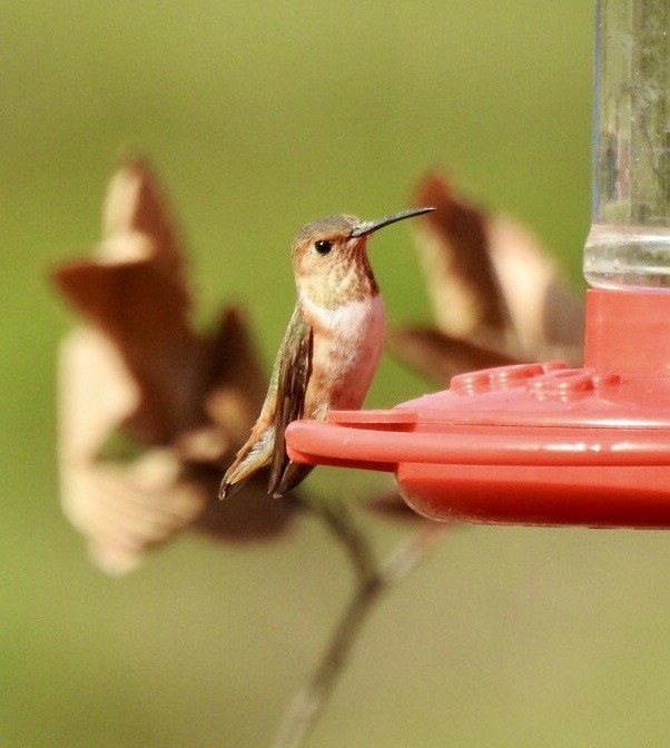 Allen's Hummingbird - ML645113239