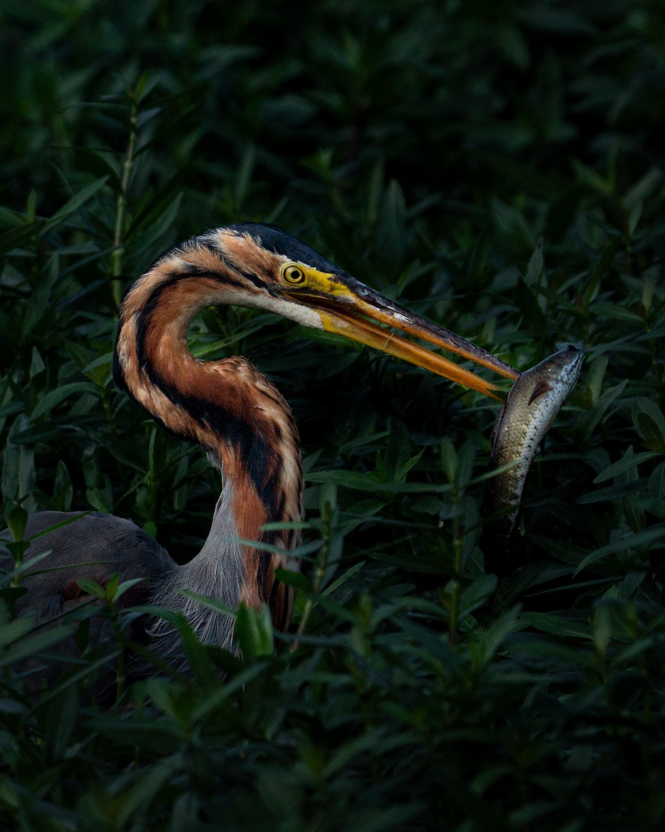 Purple Heron - ML645113243