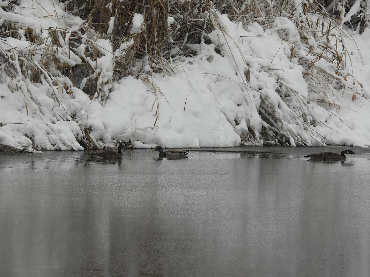 berneška velká - ML645113260