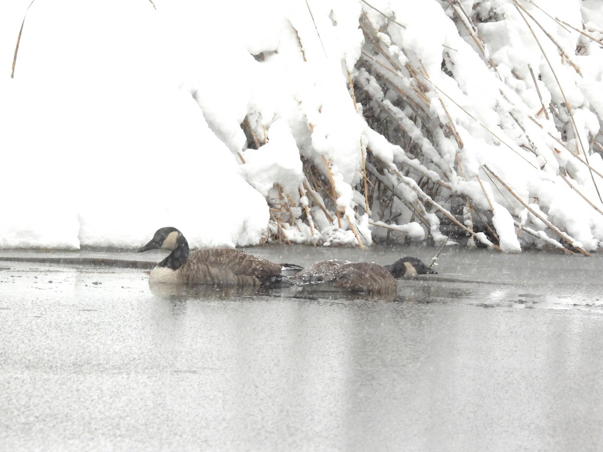 berneška velká - ML645113266