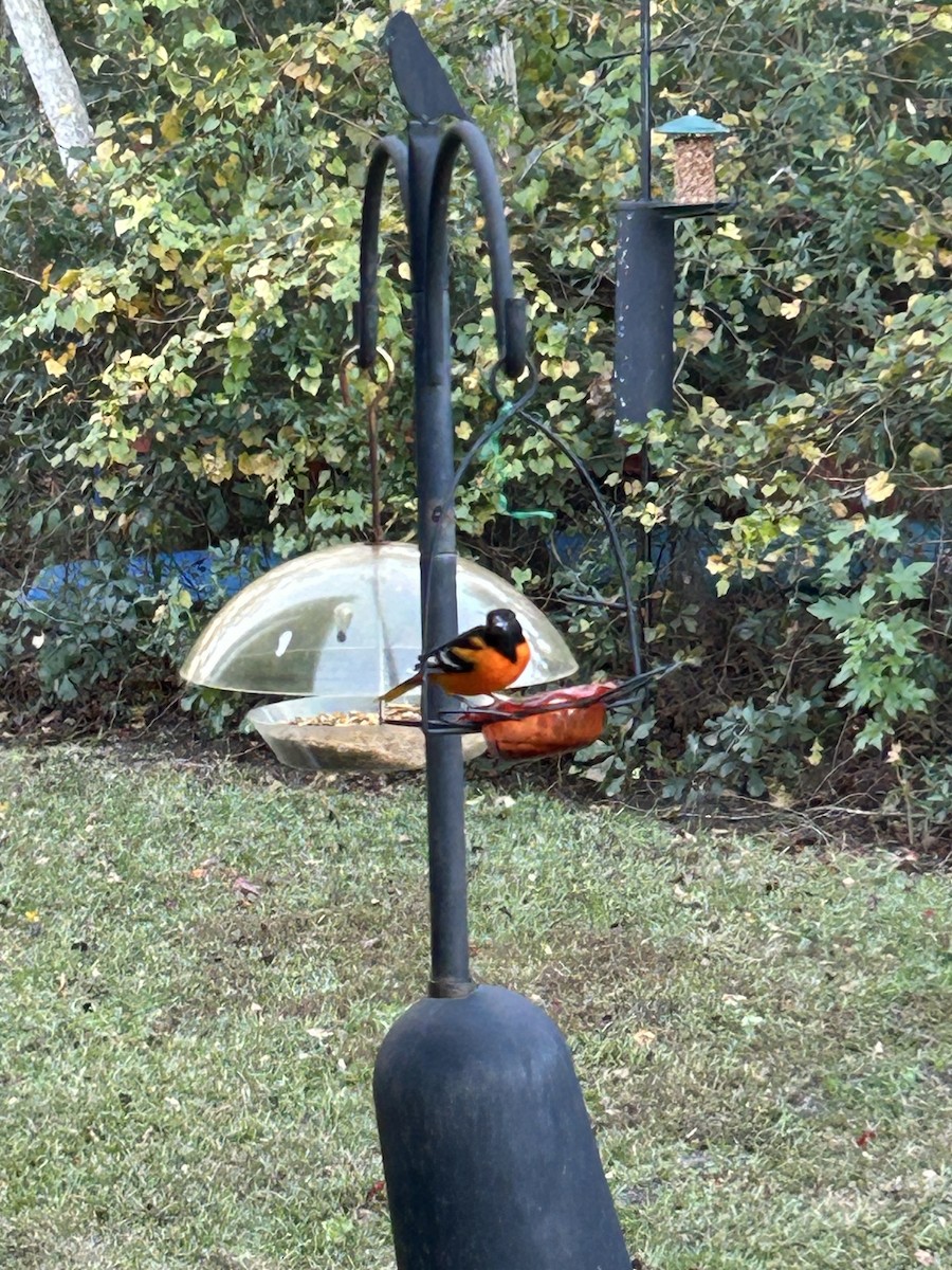 Балтиморский трупиал - ML645113273