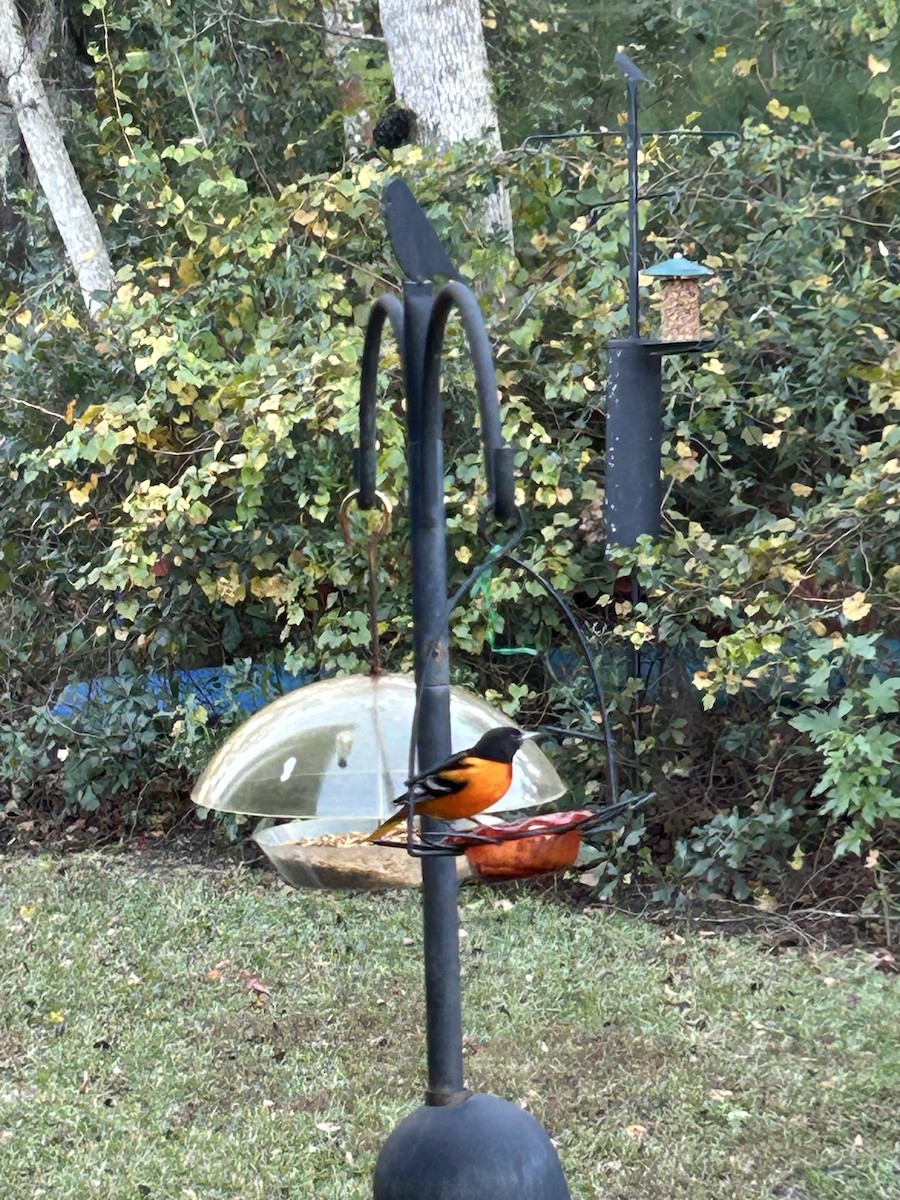 Балтиморский трупиал - ML645113274