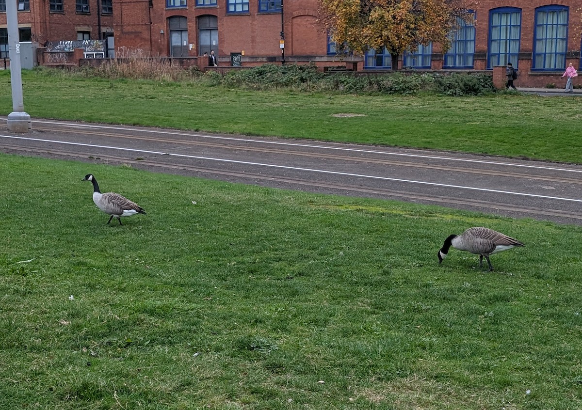 berneška velká - ML645113276