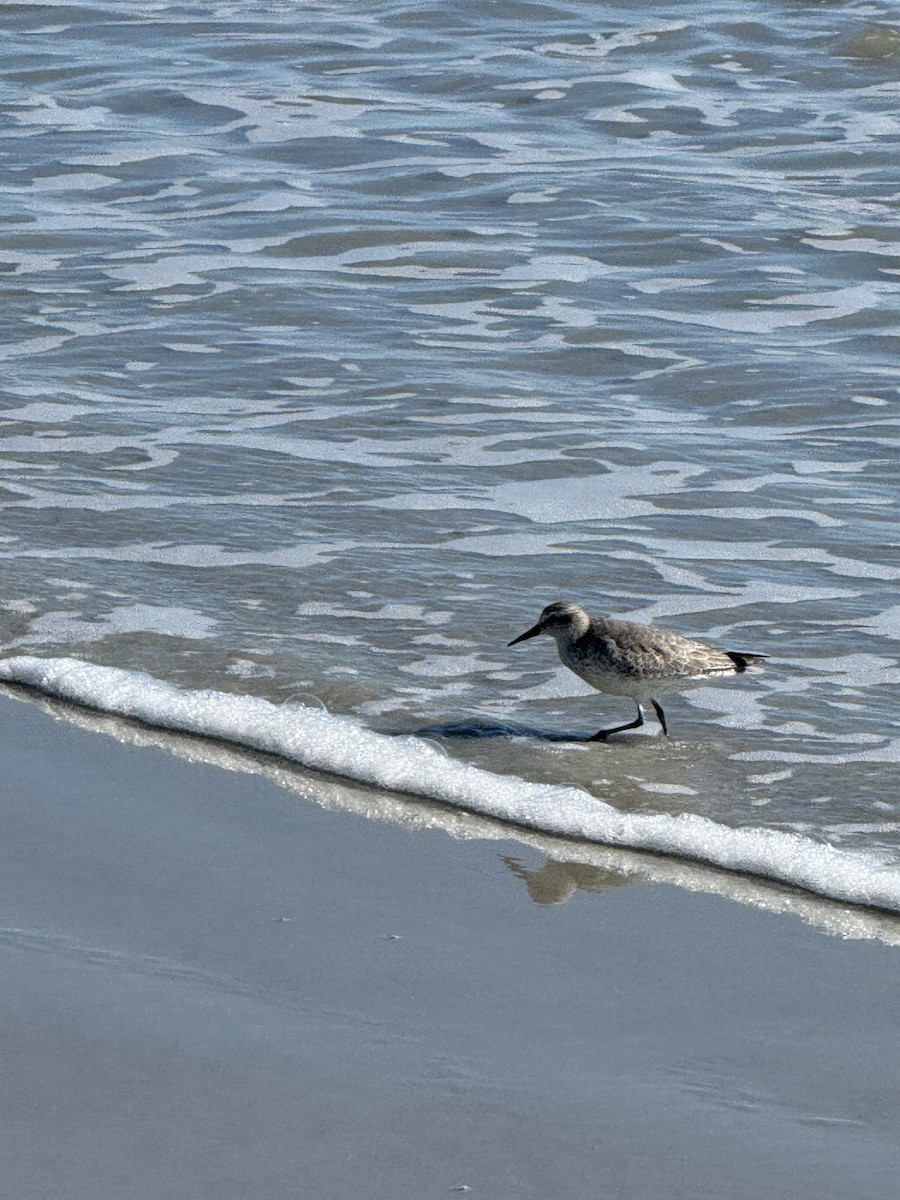 Red Knot - ML645113278