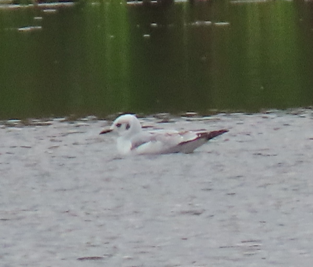 Bonaparte's Gull - ML645113286