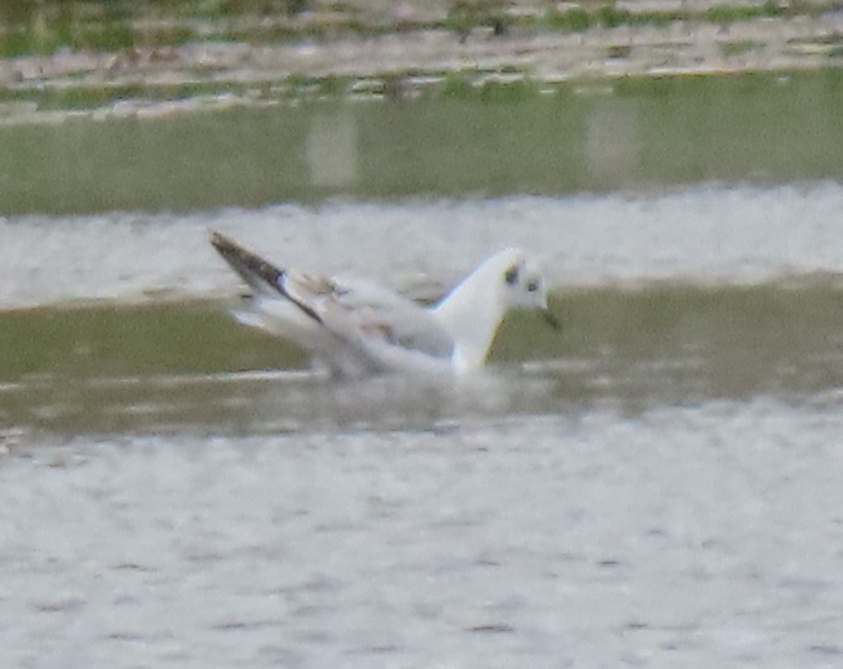 Bonaparte's Gull - ML645113288