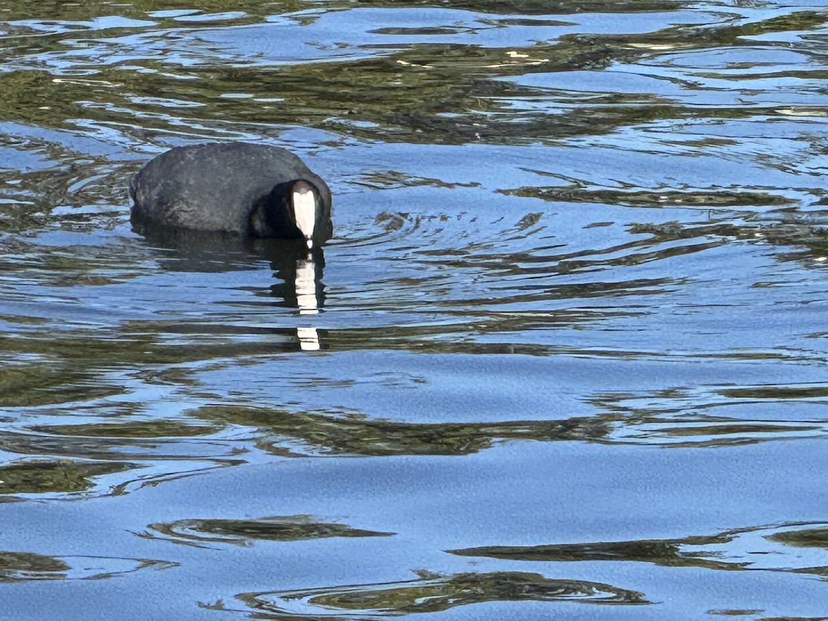 American Coot - ML645113310