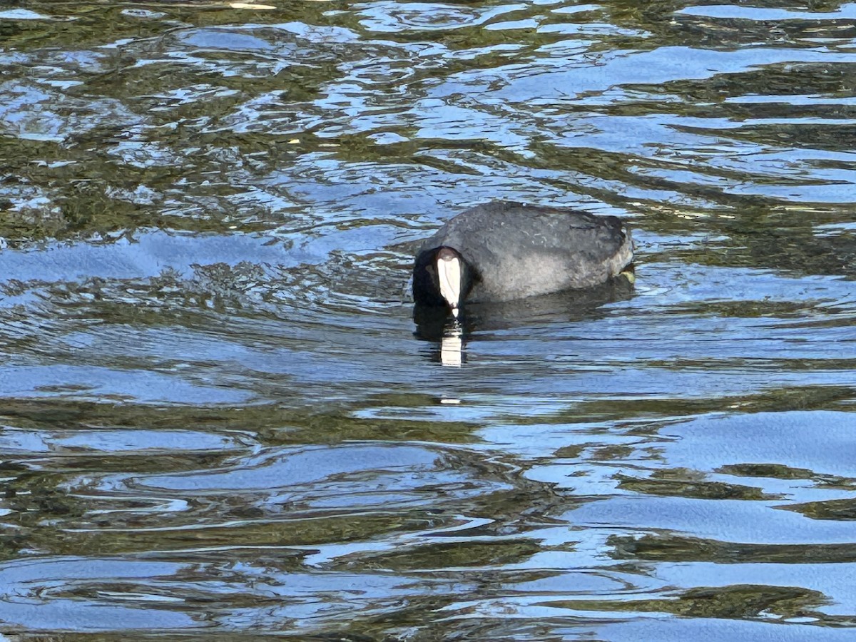 American Coot - ML645113311