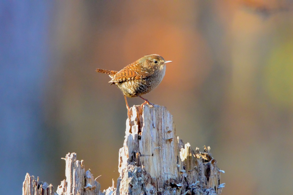 střízlík kanadský - ML645113389