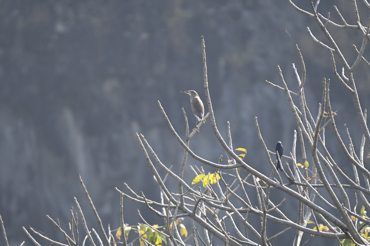 Indian Pond-Heron - ML645113393