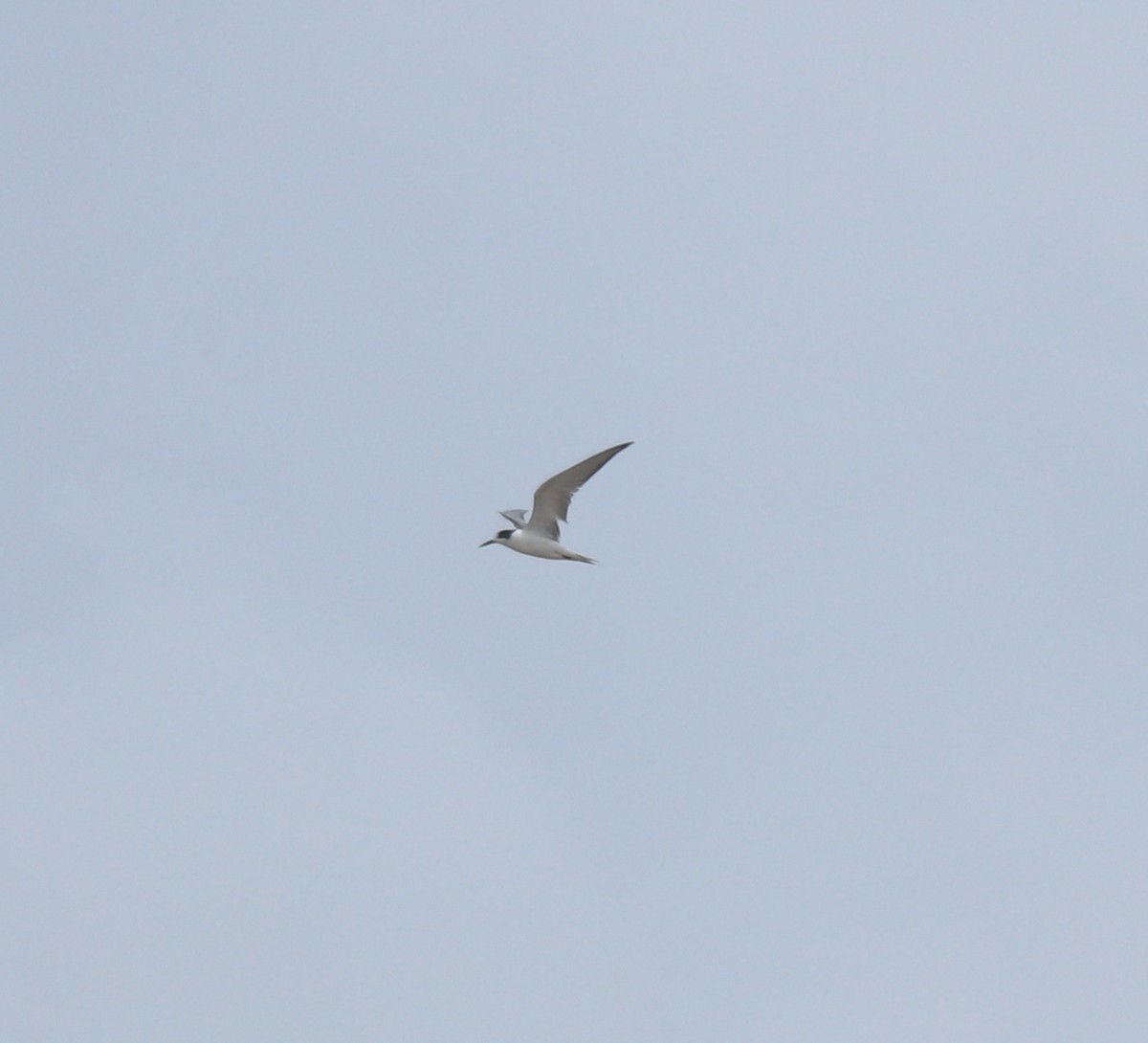 Common Tern - ML645113398
