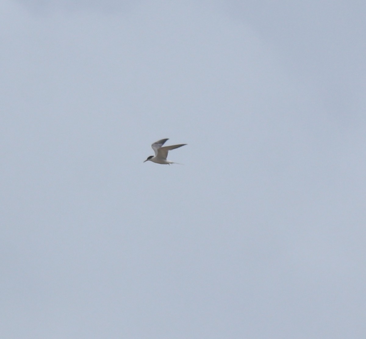 Common Tern - ML645113399