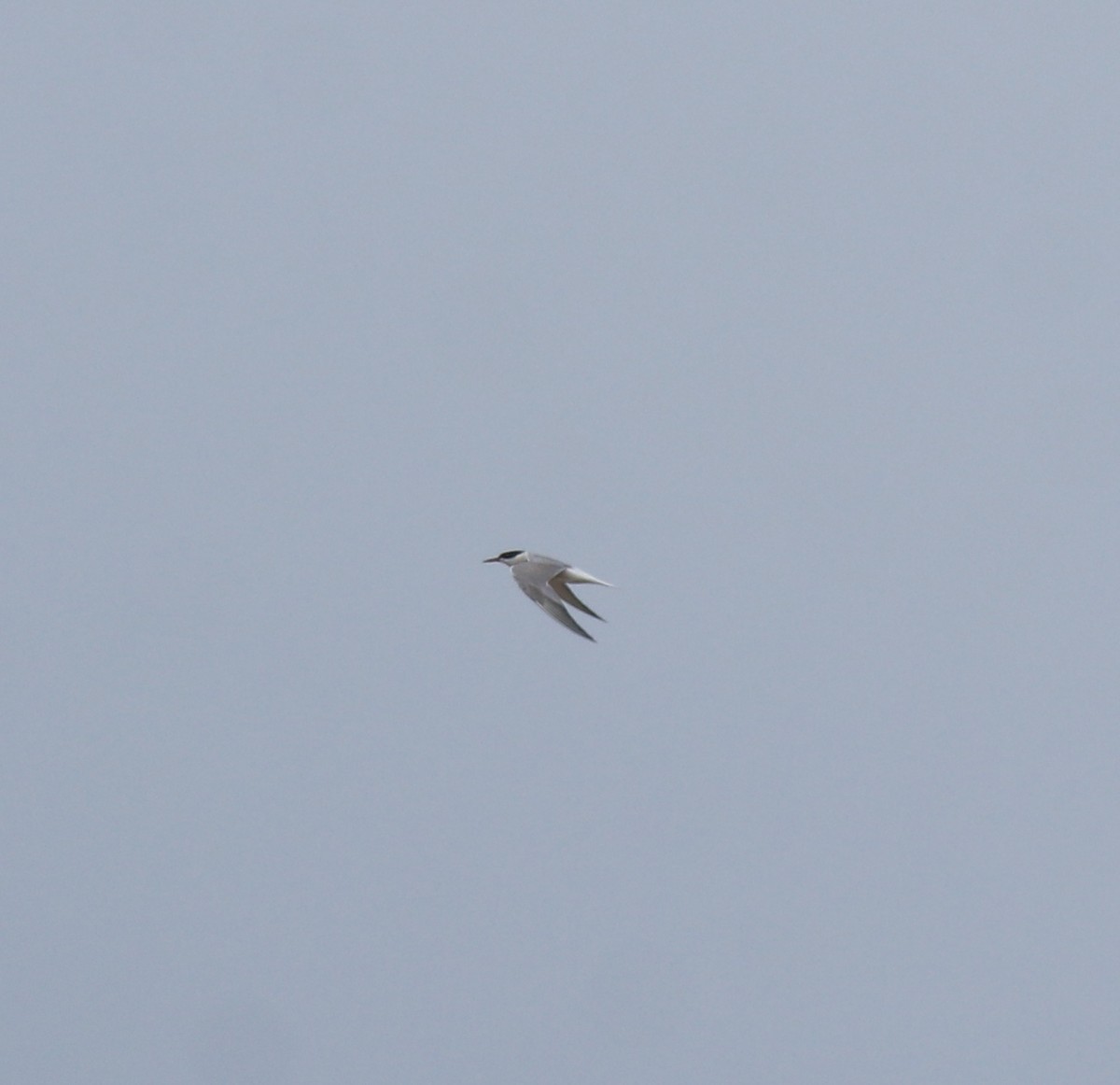 Common Tern - ML645113400