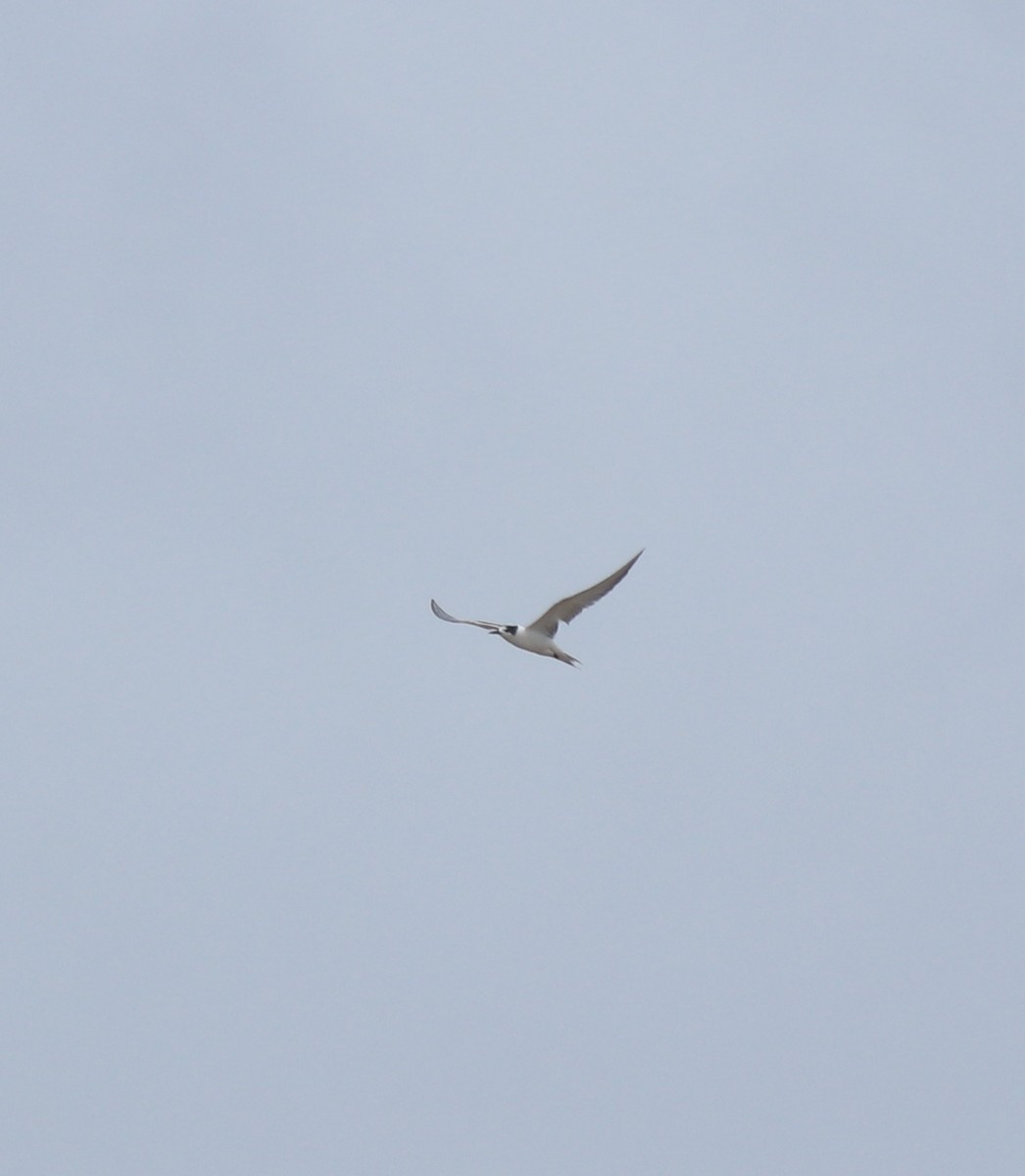 Common Tern - ML645113401