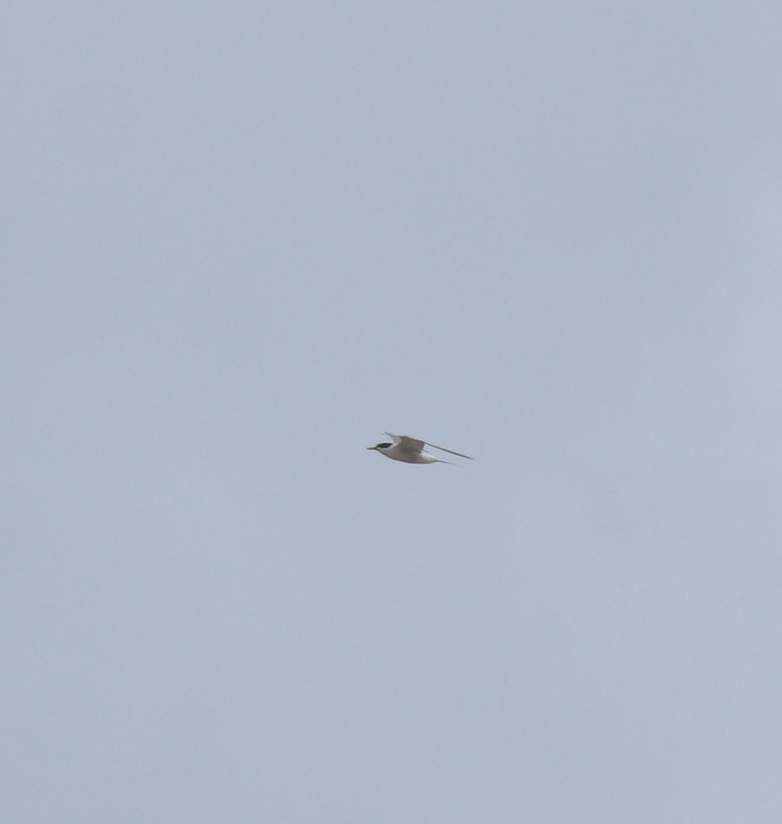 Common Tern - ML645113403