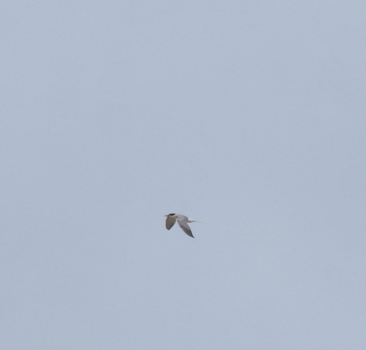 Common Tern - ML645113404