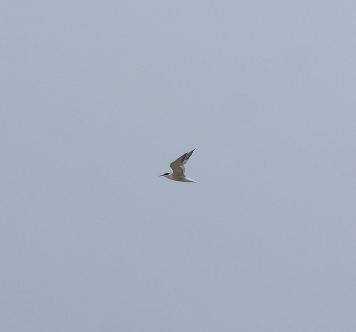 Common Tern - ML645113405