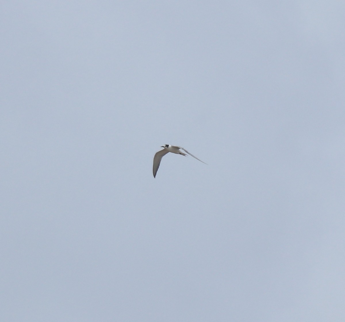 Common Tern - ML645113407