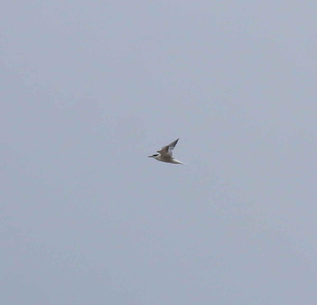 Common Tern - ML645113408