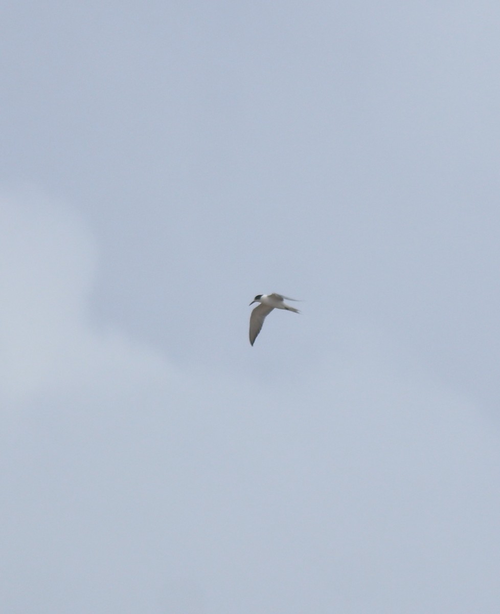 Common Tern - ML645113409